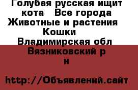 Голубая русская ищит кота - Все города Животные и растения » Кошки   . Владимирская обл.,Вязниковский р-н